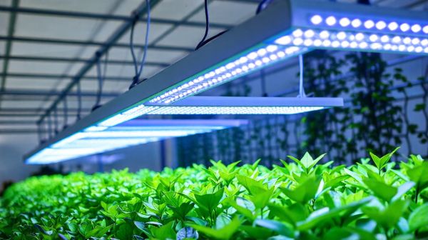 Meilleures astuces pour choisir des solutions d'éclairage VGD dans l'horticulture